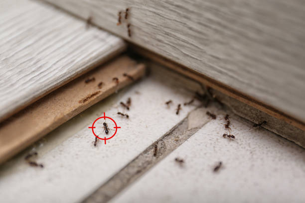 Best Spider Control Near Me  in Mcleansboro, IL