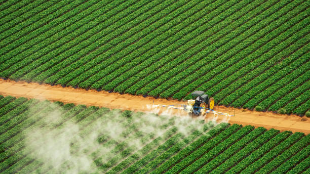 Best Ant Control Services  in Mcleansboro, IL