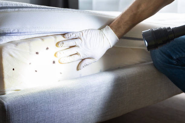 Reliable Mcleansboro, IL Pest Control Solutions