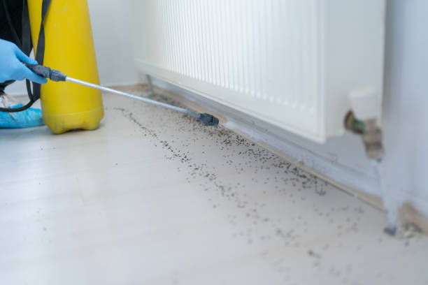 Flea Control Services in Mcleansboro, IL